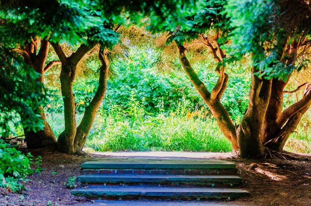 Close-up of plants against trees