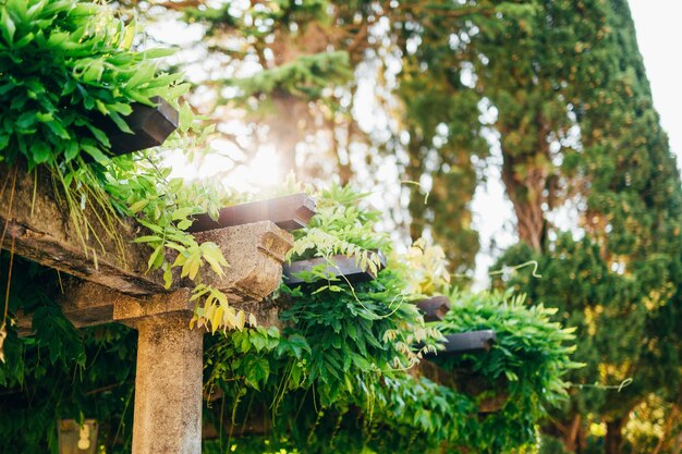 Foto prossimo piano delle piante contro gli alberi