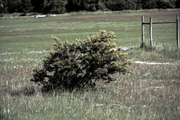 Photo close-up of plants against trees