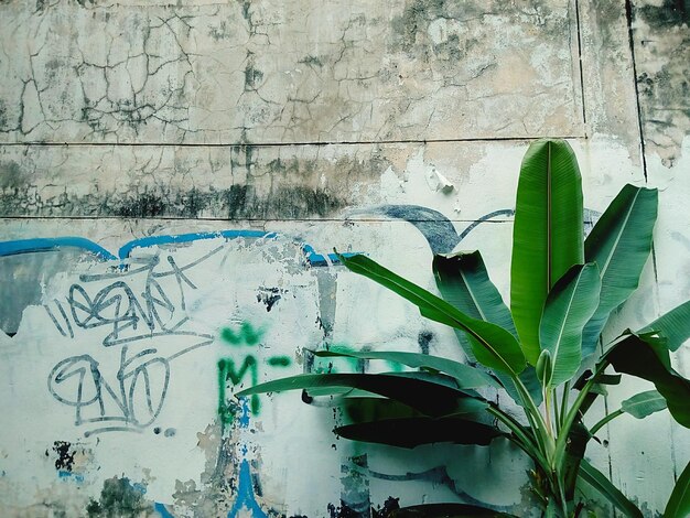 Foto prossimo piano delle piante contro la parete