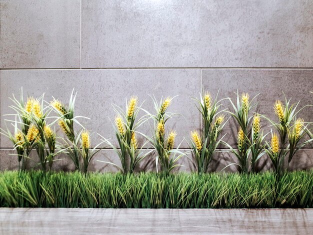 Close-up of plants against wall