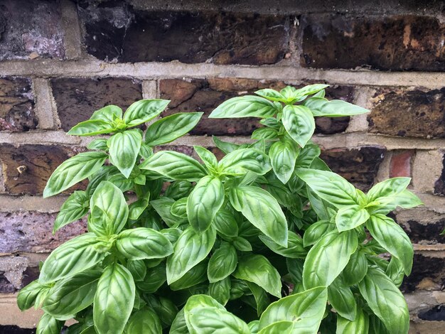 Photo close-up of plants against wall