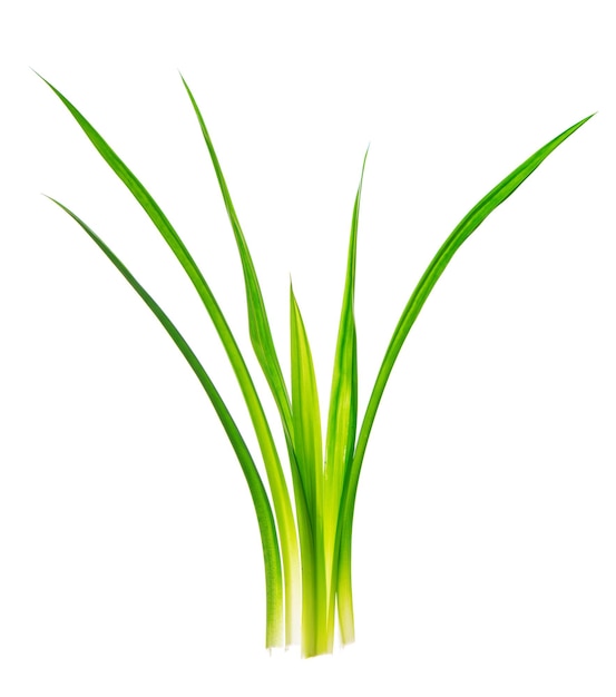 白い背景の植物のクローズアップ