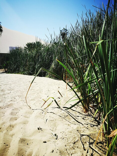 Close-up of plants on beach against sky