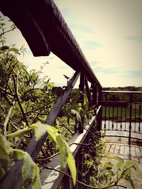 Photo close-up of plants by metallic railing against sky