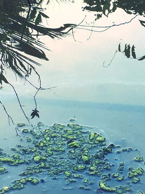 Close-up of plants by sea against sky