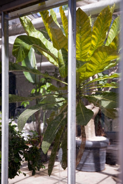 Close-up of plants by window