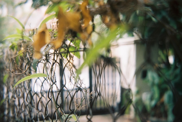 Photo close-up of plants on chainlink fence in park