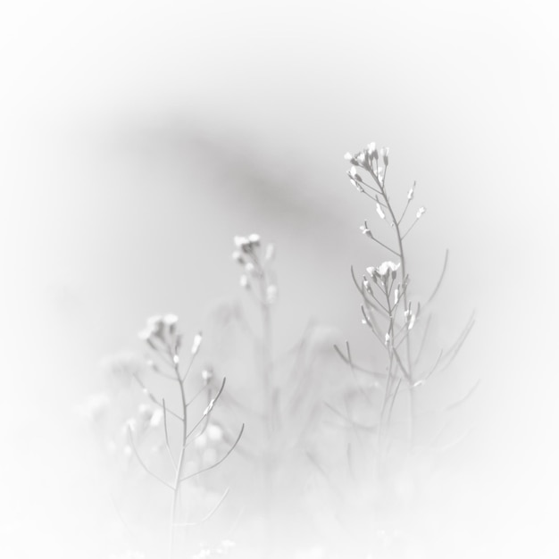 Foto prossimo piano delle piante in tempo di nebbia