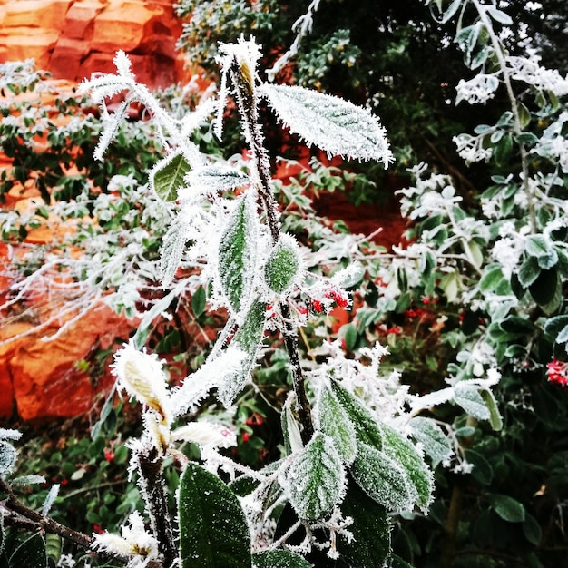 Foto prossimo piano delle piante durante l'inverno