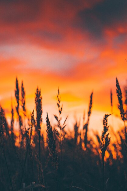 Photo close-up of plants on field against orange sky