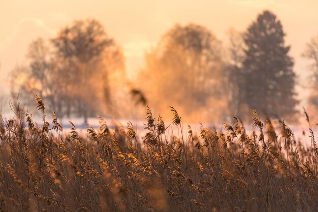 Photo close-up of plants on field against sky during sunset