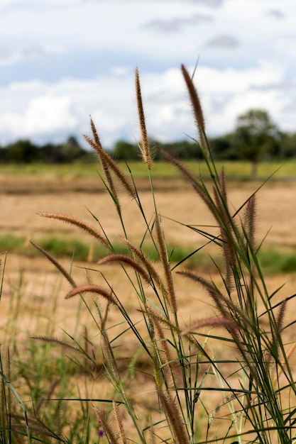 Photo close-up of plants on field against sky