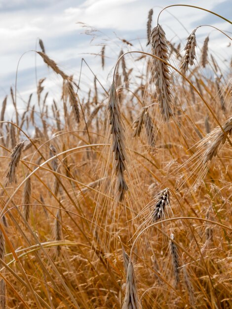 Close-up of plants on field against sky