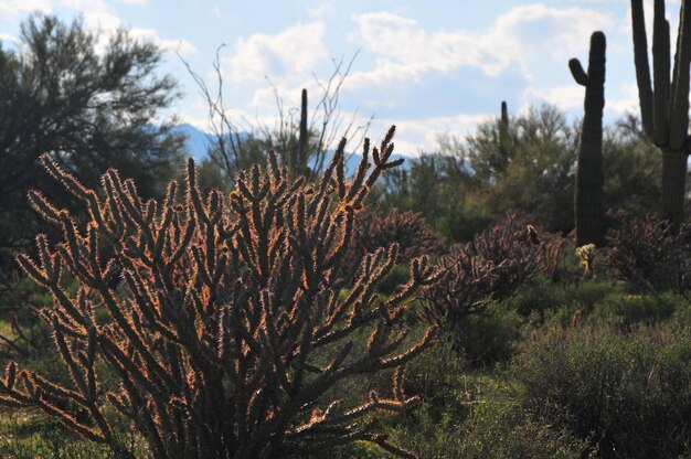 Photo close-up of plants on field against sky