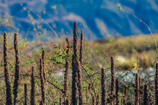 Photo close-up of plants on field against sky