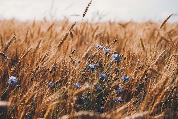 Photo close-up of plants on field