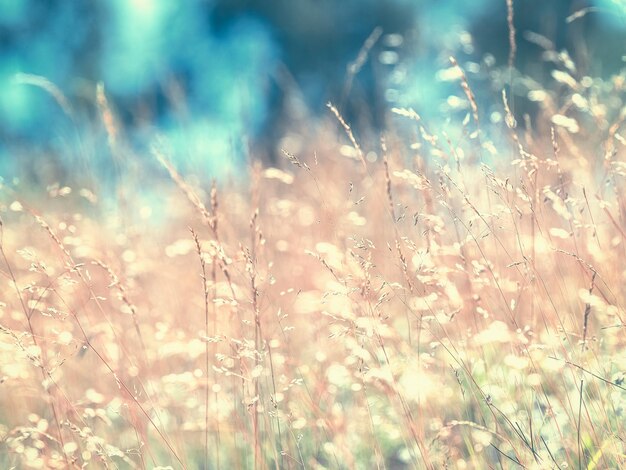 畑の植物のクローズアップ