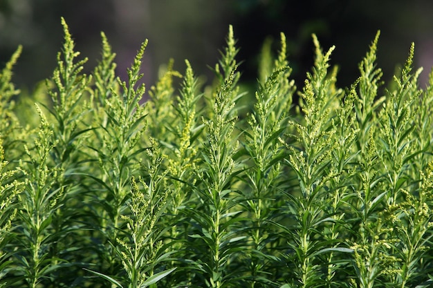 Close-up of plants in field