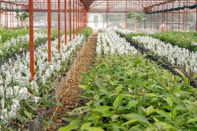 フィールドの植物のクローズアップ