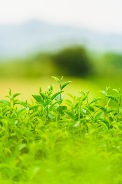 Photo close-up of plants on field