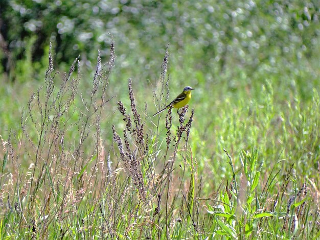 Photo close-up of plants in field