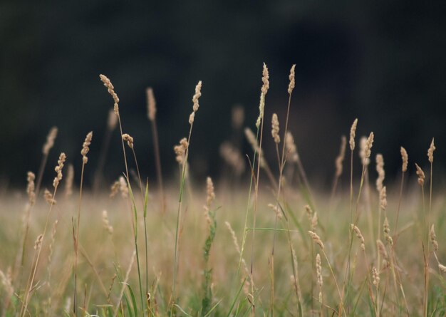 Photo close-up of plants on field