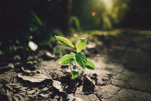 フィールドの植物のクローズアップ