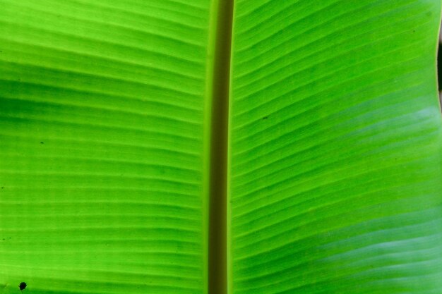 Close up of plants flowers leaves flat lay photography