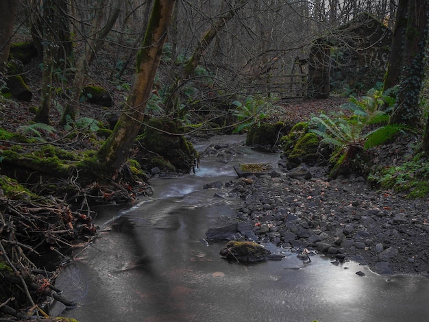 Foto close-up di piante in foresta