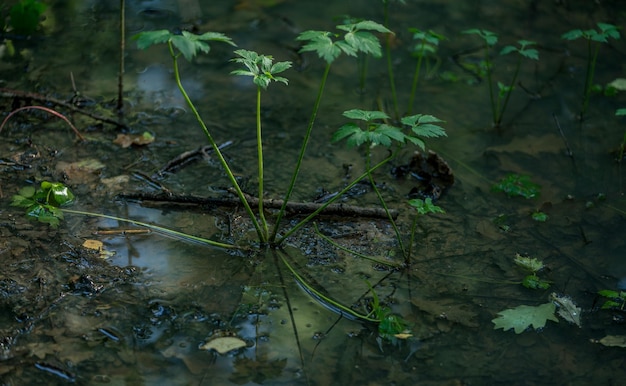 Foto close-up di piante in foresta