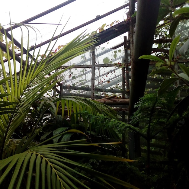 close-up of plants in greenhouse