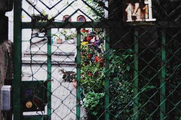 Close-up of plants in greenhouse