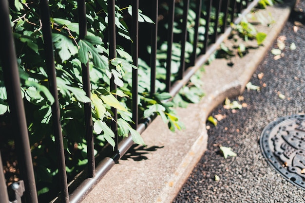 Photo close-up of plants growing by fence