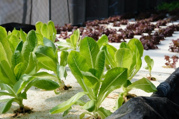 Photo close-up of plants growing in farm