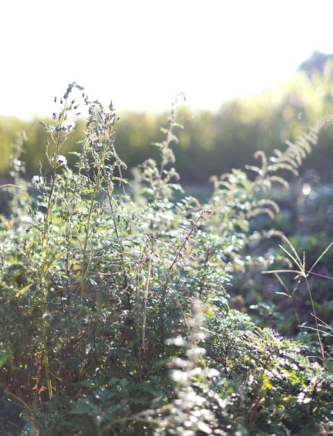 Photo close-up of plants growing on field against bright sky