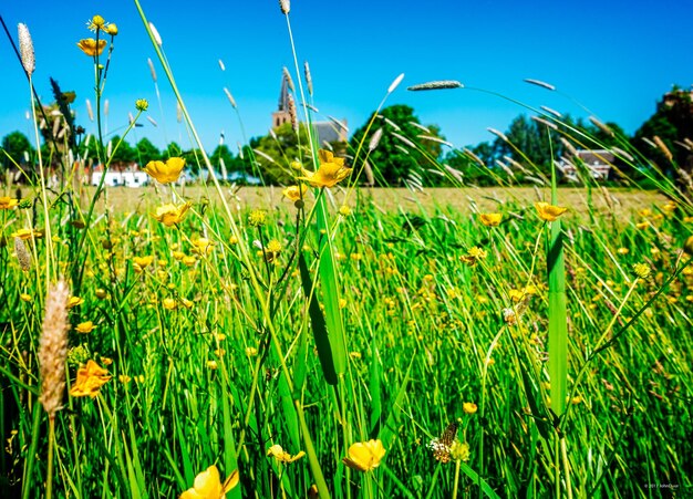 Close-up of plants growing on field against clear blue sky