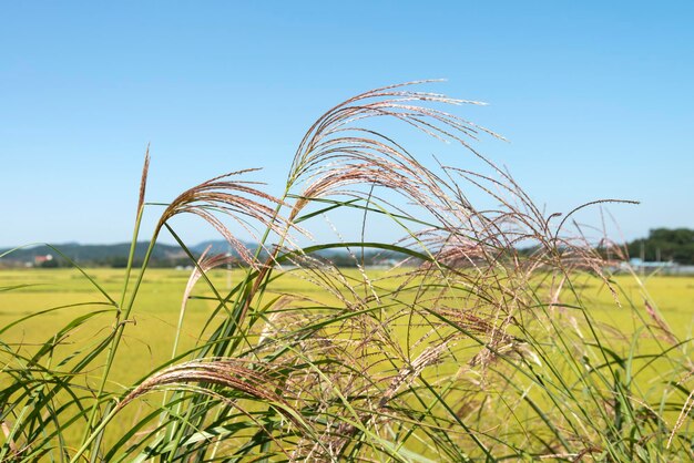 Close-up of plants growing on field against clear sky