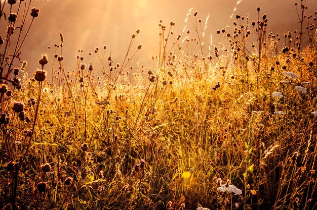 Photo close-up of plants growing on field against sky during sunset