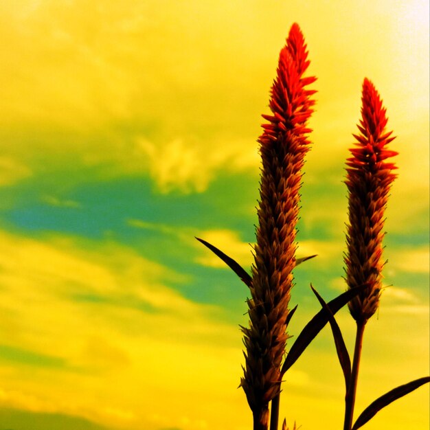 Close-up of plants growing on field against sky during sunset