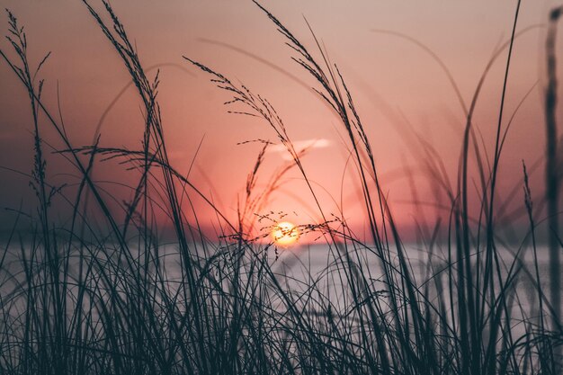 Close-up of plants growing on field against sky during sunset