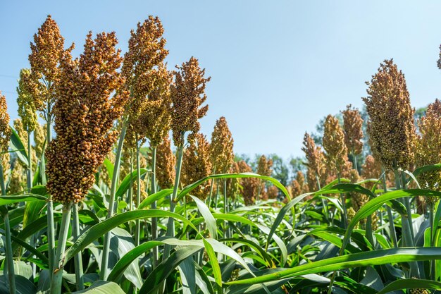 Close-up of plants growing on field against sky