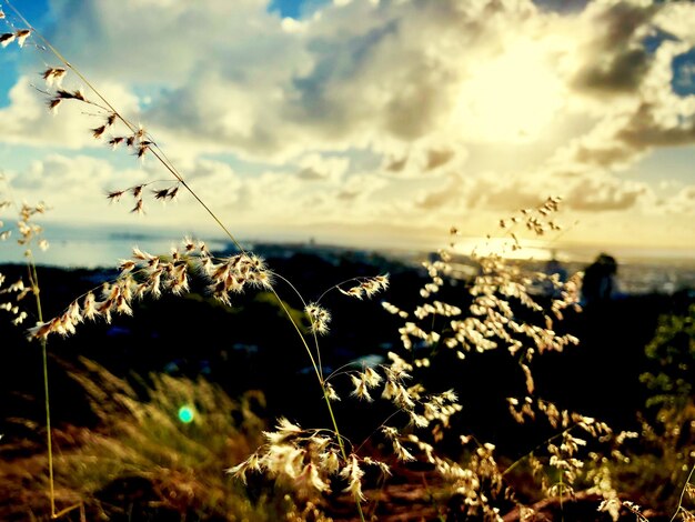 Foto close-up di piante che crescono sul campo contro il cielo