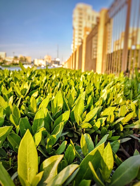 Close-up of plants growing in field against sky