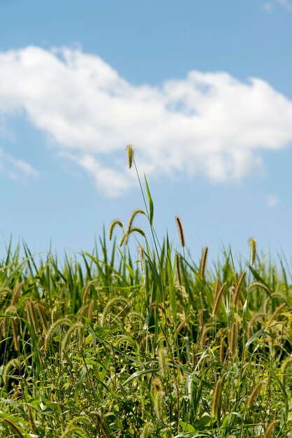 Foto close-up di piante che crescono sul campo contro il cielo