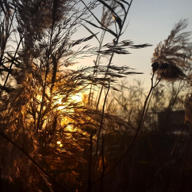 Close-up of plants growing on field against sky