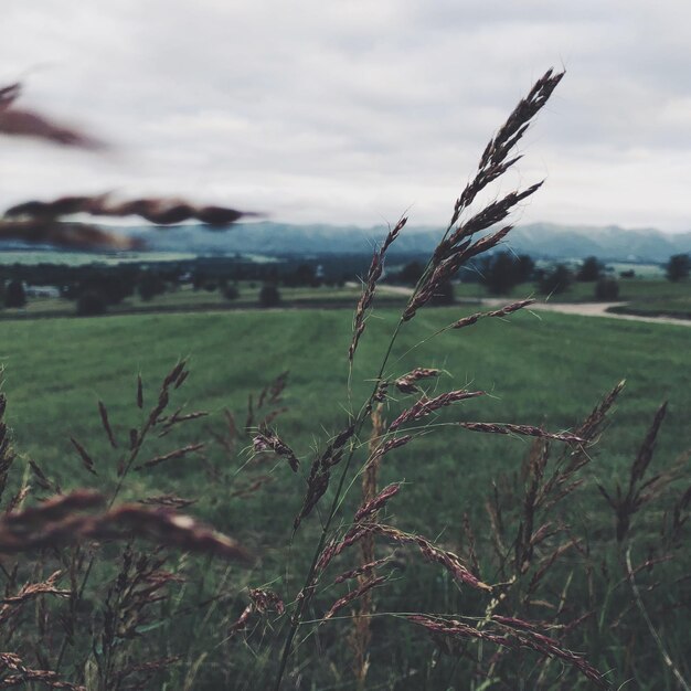 Close-up of plants growing on field against sky