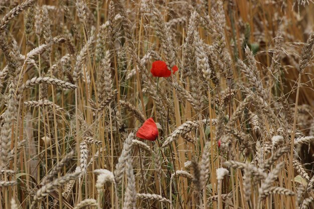 Close-up of plants growing on field