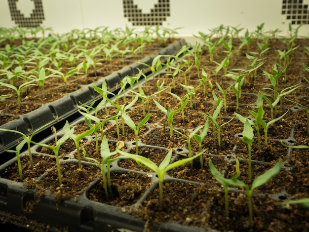 Close-up of plants growing on field