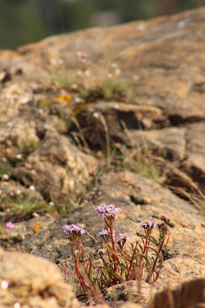 Foto close-up di piante che crescono sul campo